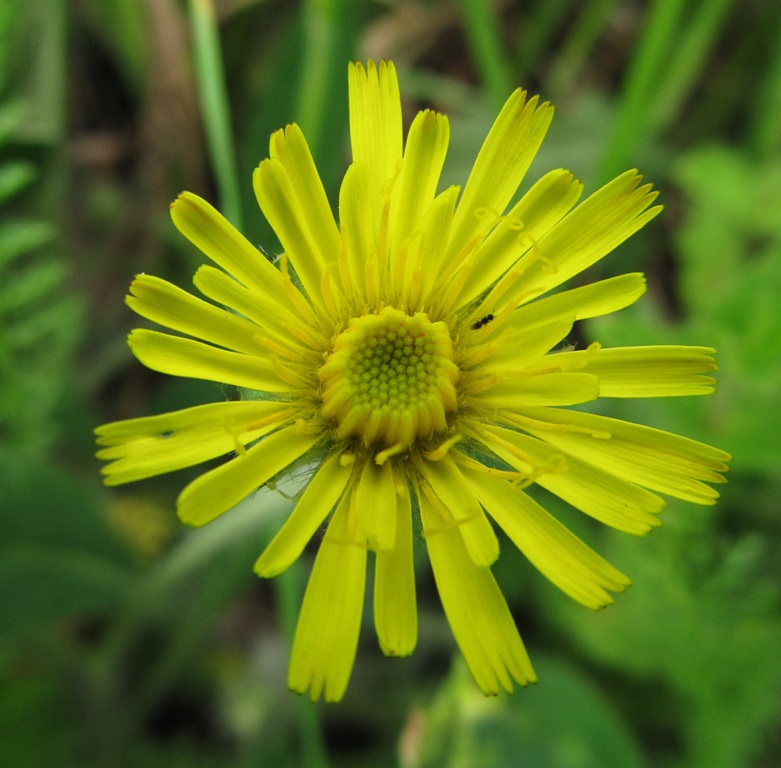 Изображение особи Pilosella officinarum.