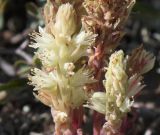 Orostachys spinosa. Верхушки побегов с соцветиями. Алтай, долина р. Чуи, ур. Калбак-Таш. 25.08.2009.