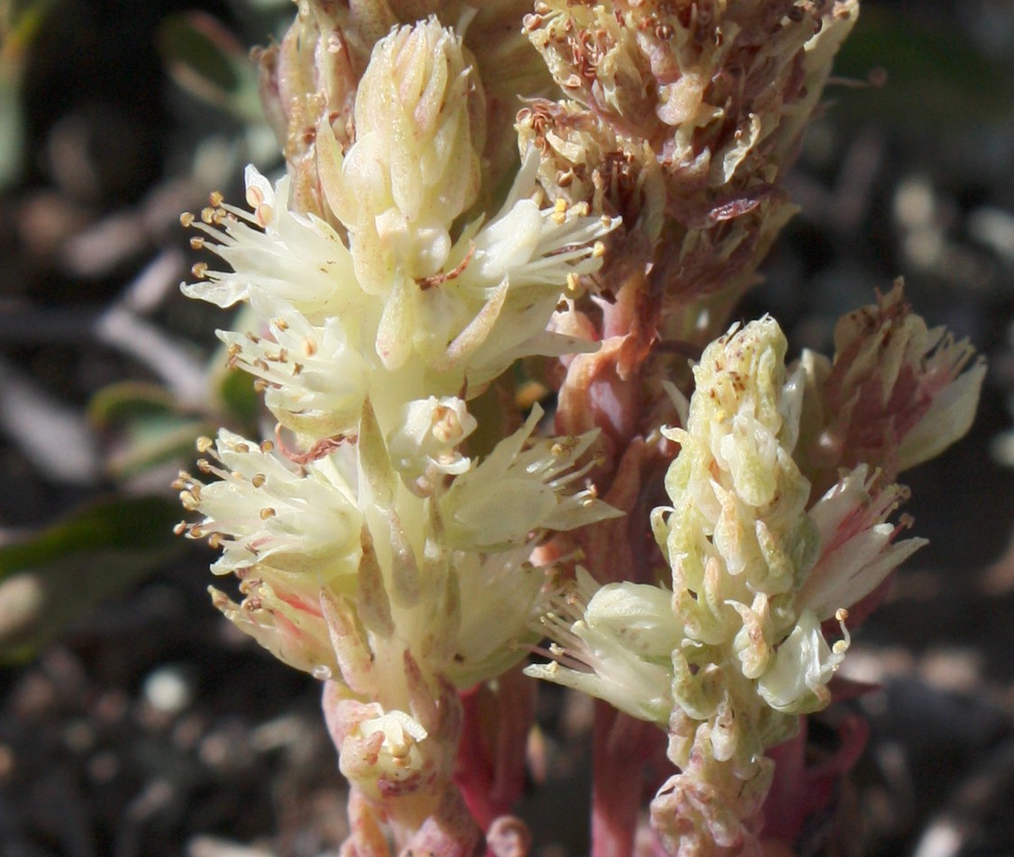 Image of Orostachys spinosa specimen.