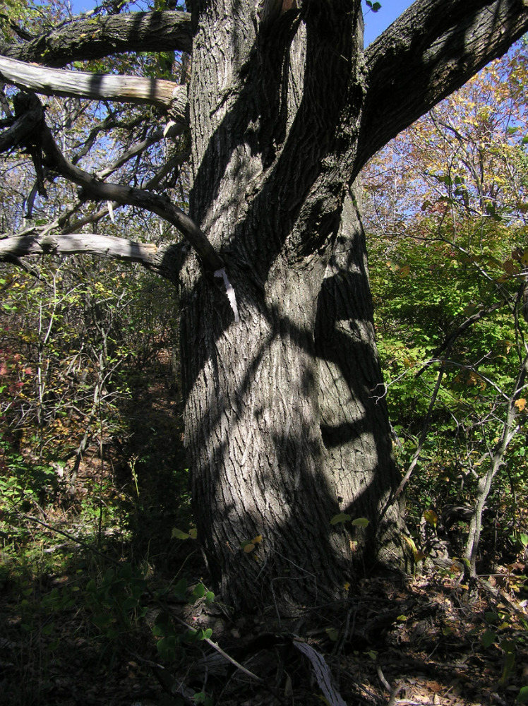 Изображение особи Ulmus laevis.