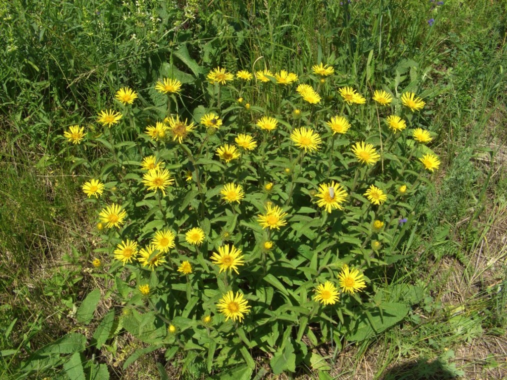 Изображение особи Inula hirta.