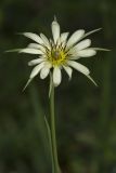 Tragopogon subspecies major