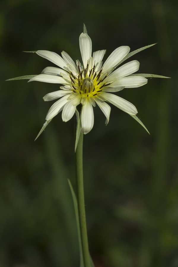 Image of Tragopogon dubius ssp. major specimen.