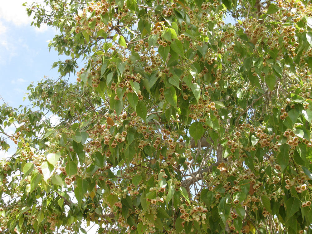 Изображение особи Brachychiton populneus.