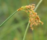 Schoenoplectus hippolyti. Верхушка побега с соцветием. Хабаровский край, окр. села Галкино. 28.07.2012.