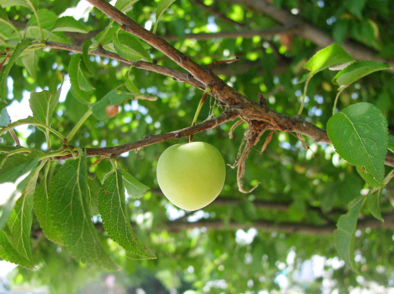 Изображение особи Prunus cerasifera.