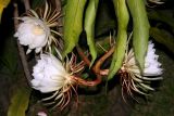 Epiphyllum oxypetalum