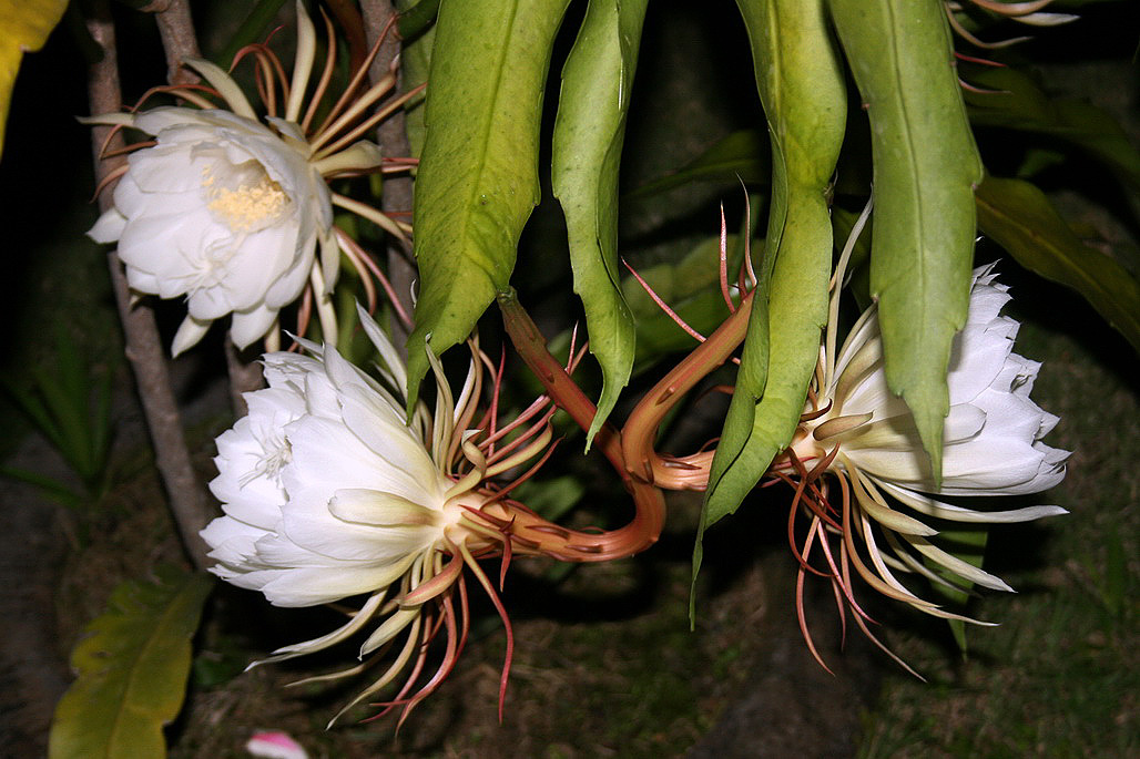 Image of Epiphyllum oxypetalum specimen.