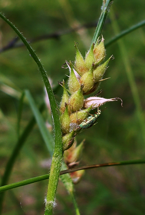 Изображение особи Carex hirta.