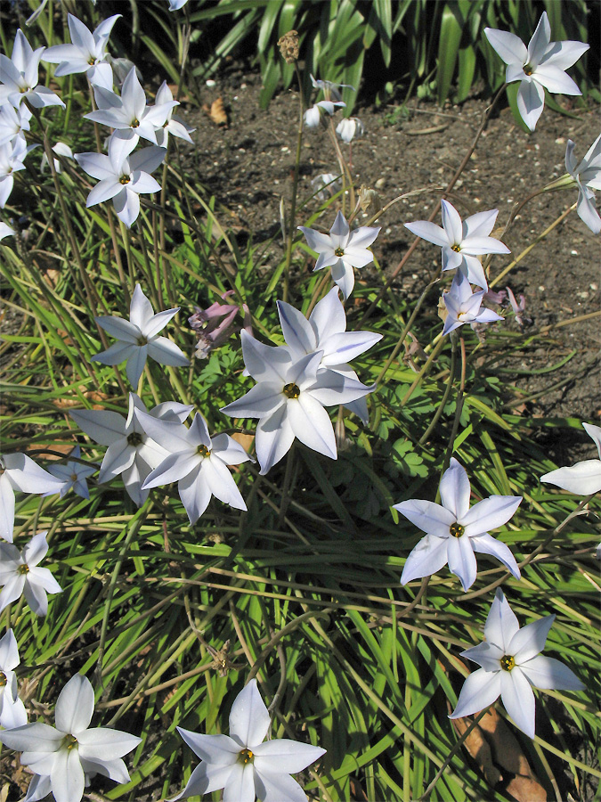 Изображение особи Ipheion uniflorum.