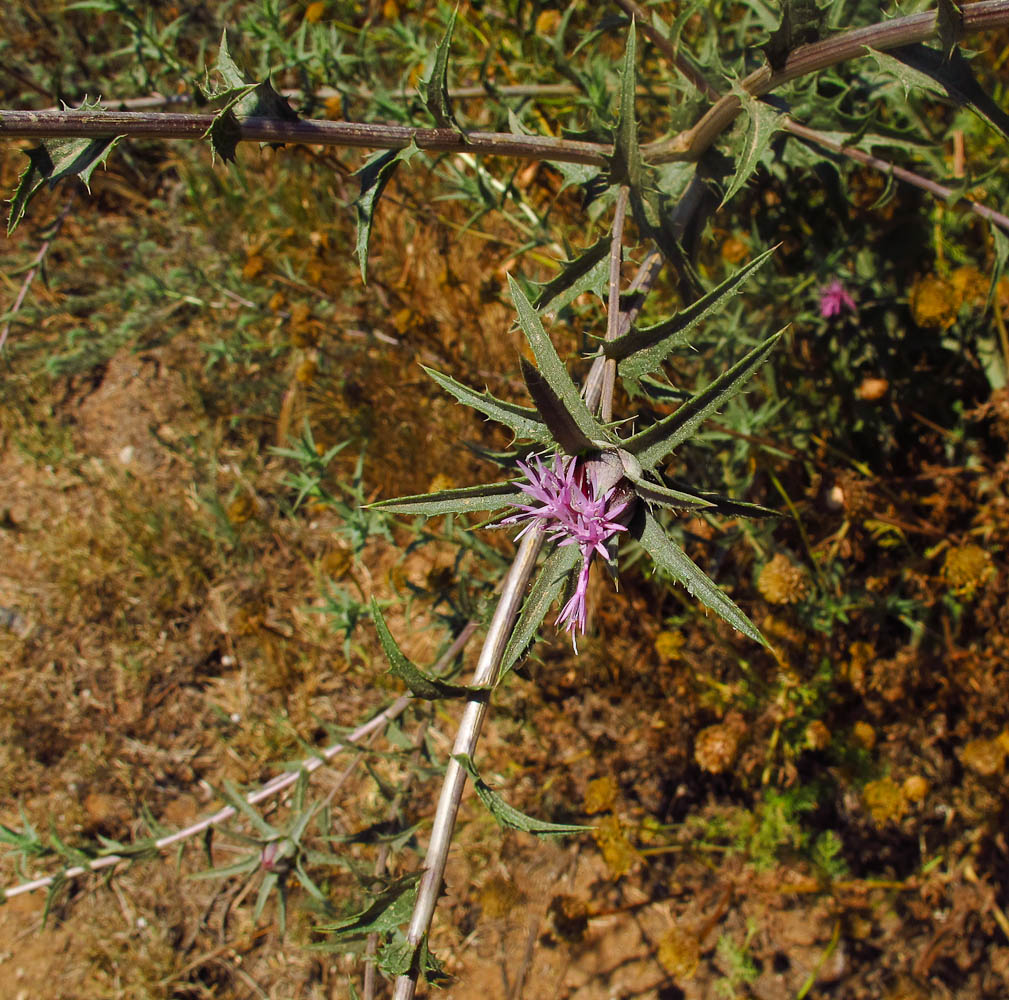 Image of Carthamus tenuis specimen.