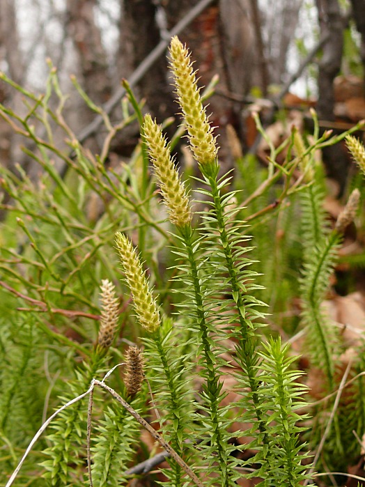 Изображение особи Lycopodium annotinum.