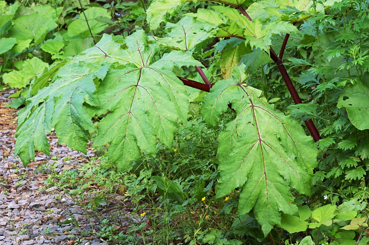 Image of Heracleum sosnowskyi specimen.