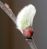 Salix caprea