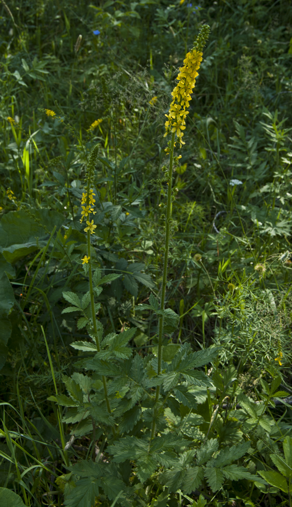 Изображение особи Agrimonia asiatica.