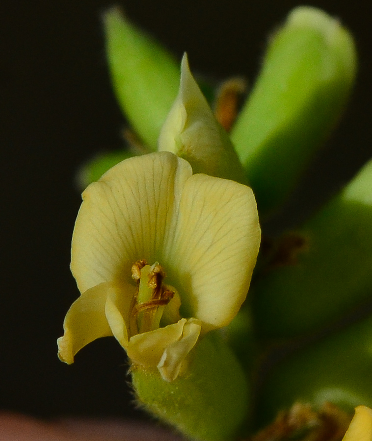 Image of Dalbergia sissoo specimen.