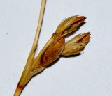 Juncus arabicus