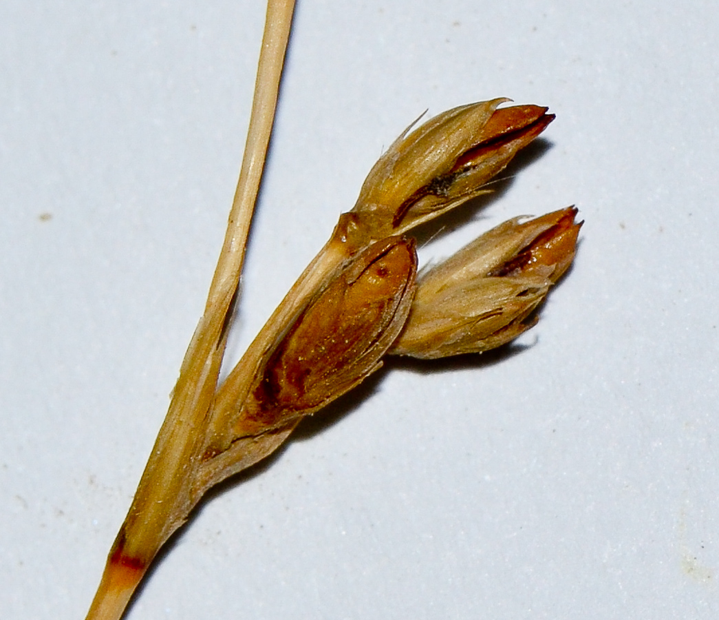 Image of Juncus arabicus specimen.