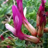 Astragalus buschiorum