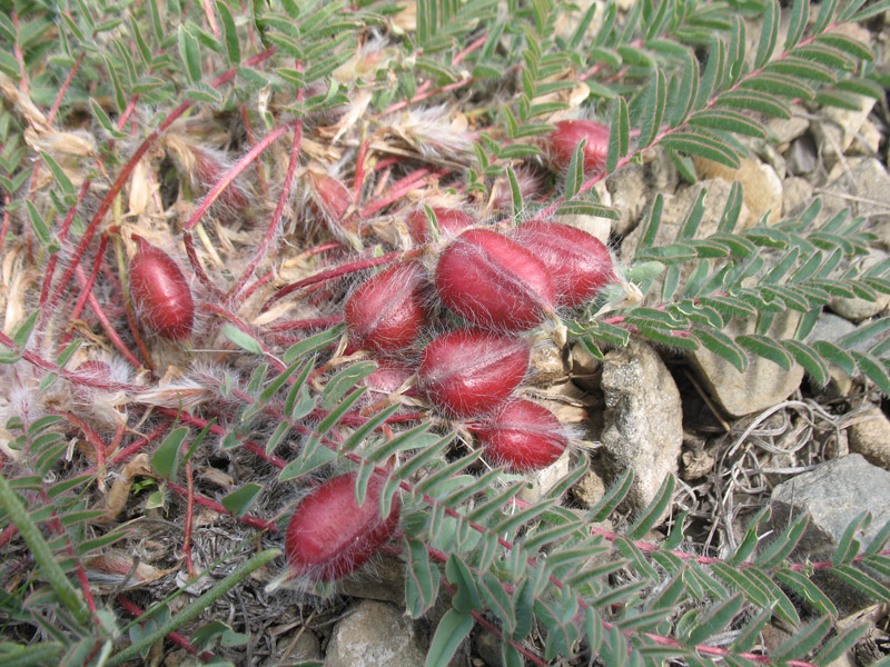 Image of Astragalus utriger specimen.