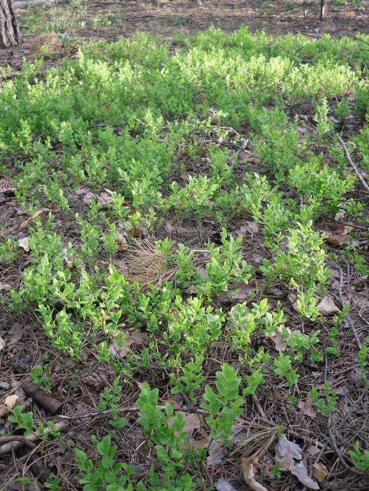 Image of Vaccinium myrtillus specimen.