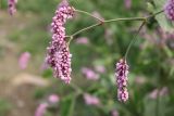 род Persicaria