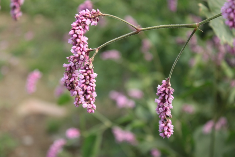 Изображение особи род Persicaria.