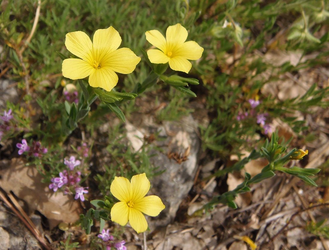 Изображение особи Linum nodiflorum.