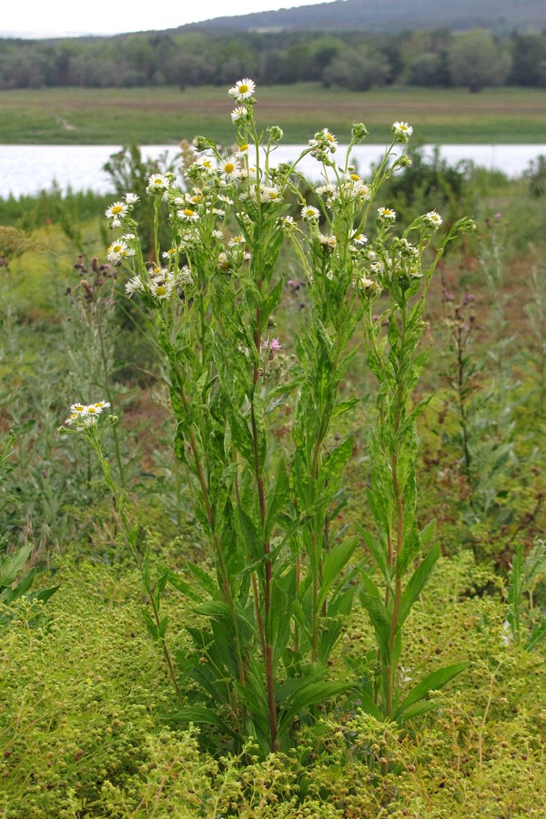 Изображение особи Erigeron annuus.