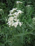 Achillea cartilaginea. Верхушка растения с соцветием. Тамбовская обл., Петровский р-н, с. Петровское, заболоченная низина. 17.06.2013.
