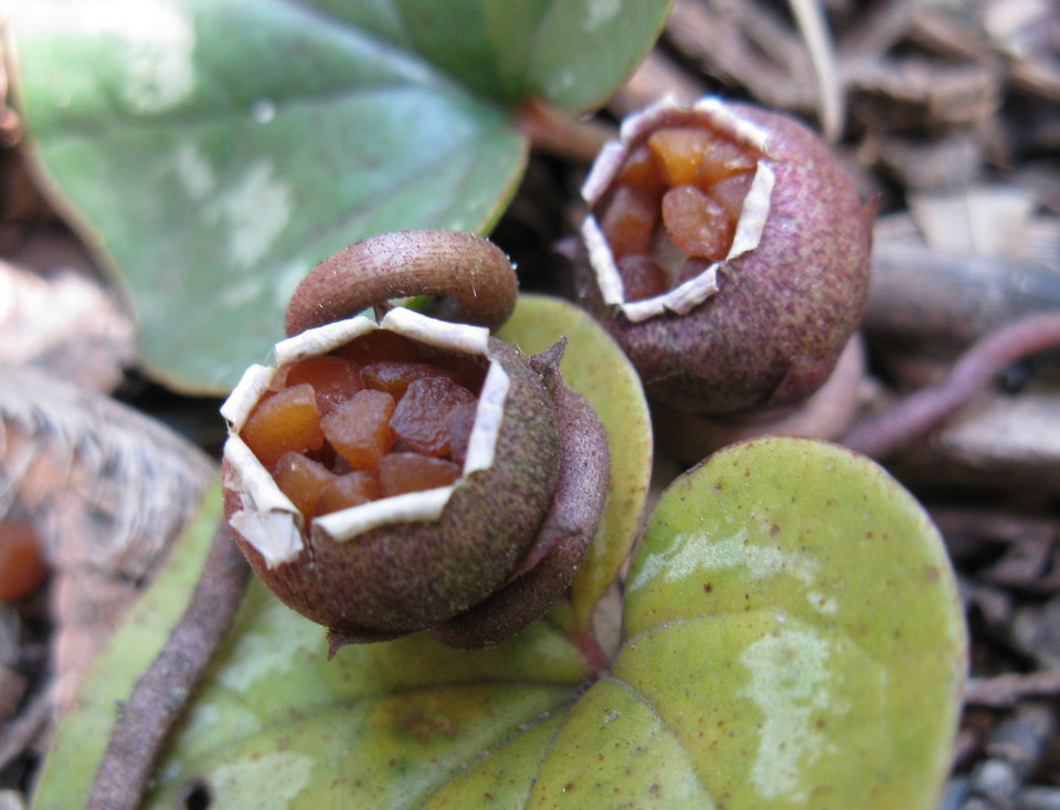 Image of Cyclamen coum specimen.
