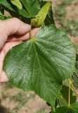 Tilia cordata. Лист. Санкт-Петербург. 2 июня 2009 г.