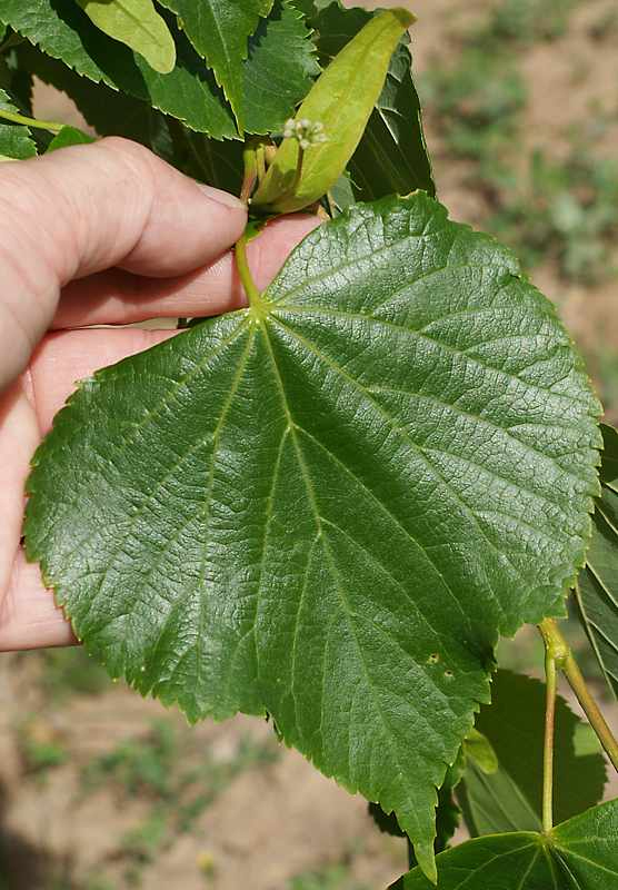 Изображение особи Tilia cordata.