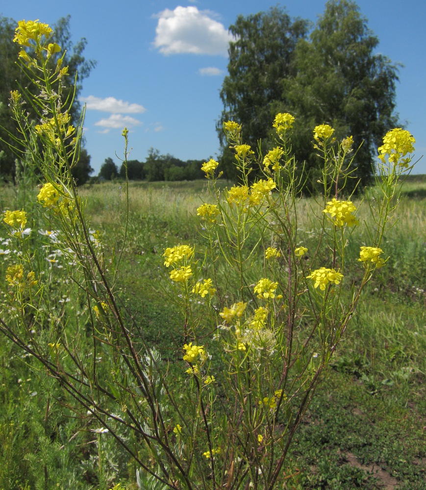Image of Sisymbrium loeselii specimen.