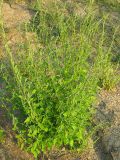 genus Chenopodium. Расцветающее растение. Краснодарский край, окр. г. Крымск, берег реки Адагум, рекультивированный после наводнения 2012 г. 16.07.2013.