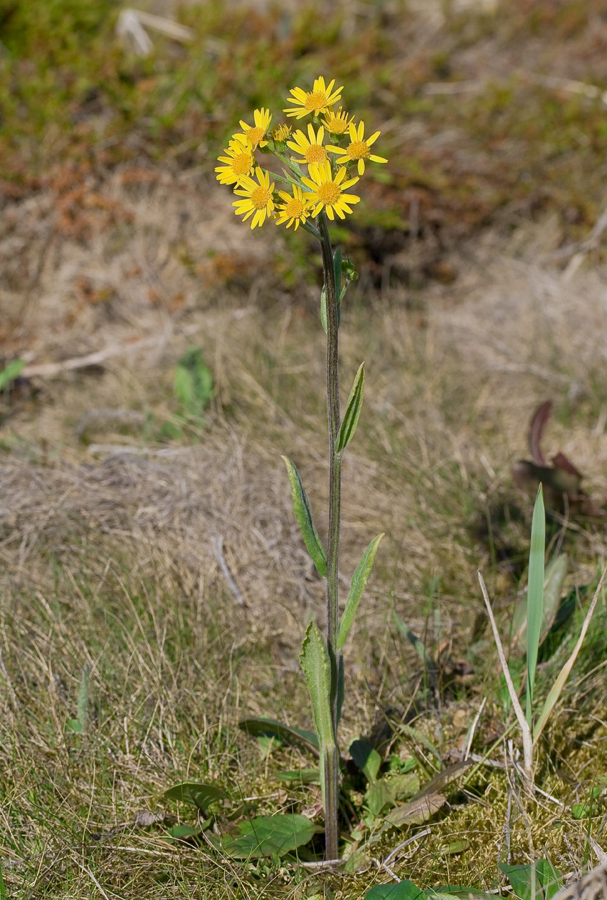 Изображение особи Tephroseris integrifolia.