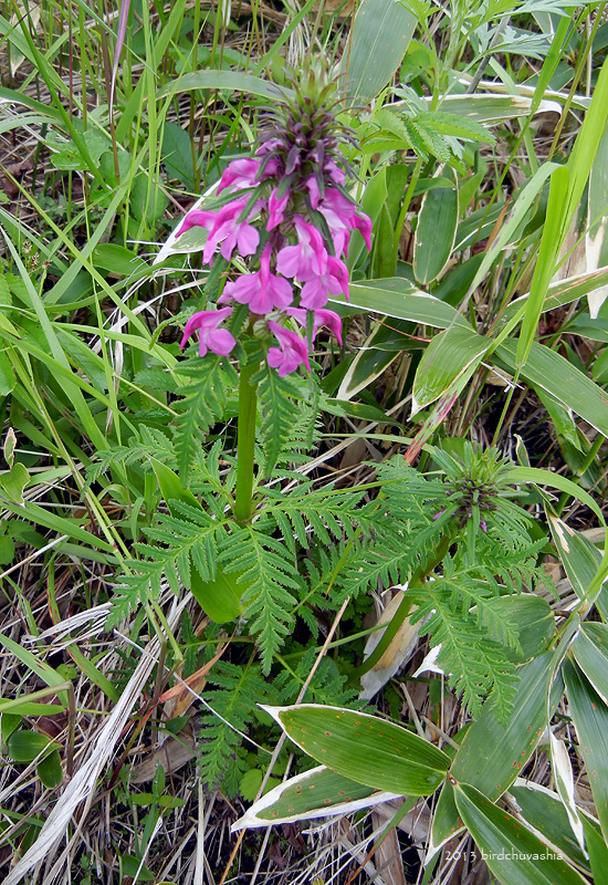 Image of Pedicularis chamissonis specimen.