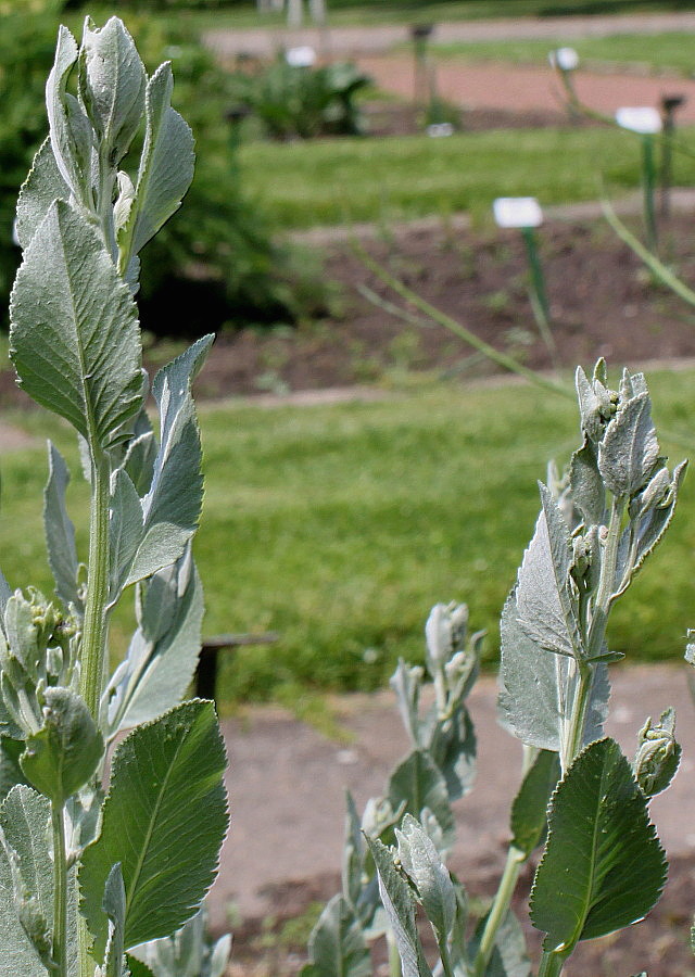 Image of Pyrethrum balsamita specimen.