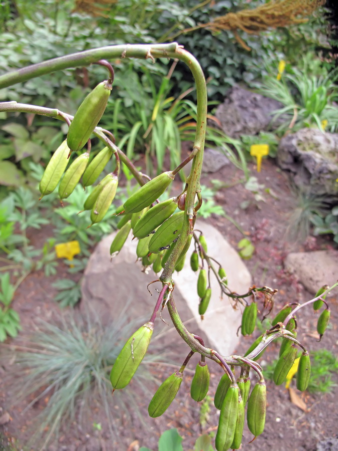 Image of Hosta rectifolia specimen.