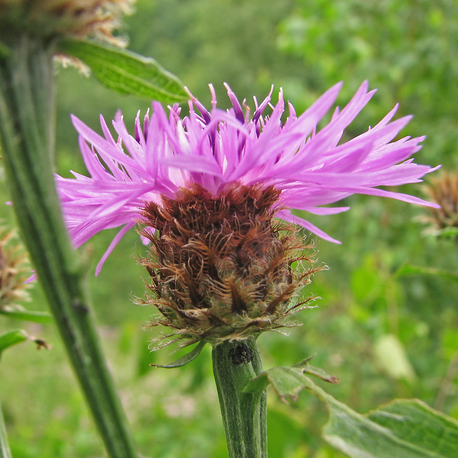 Image of genus Centaurea specimen.