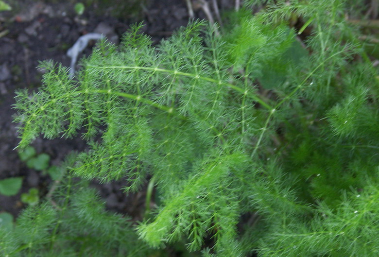 Image of Meum athamanticum specimen.