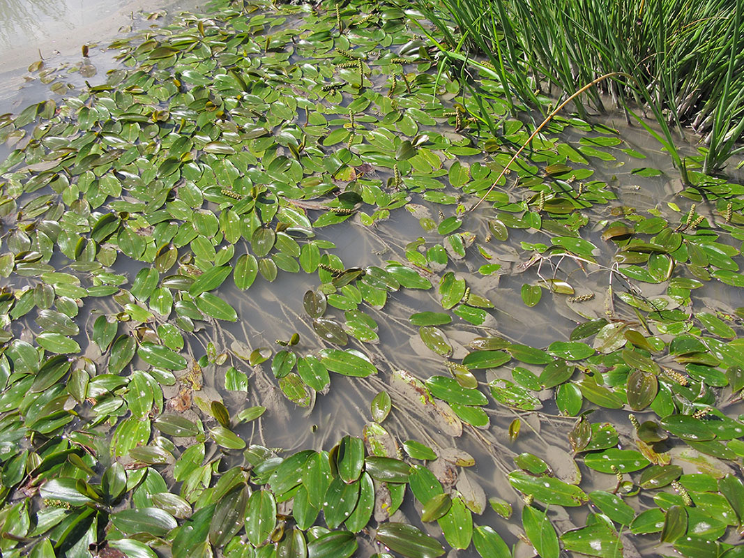 Image of Potamogeton nodosus specimen.