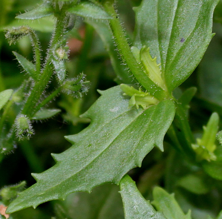 Image of Nemesia strumosa specimen.