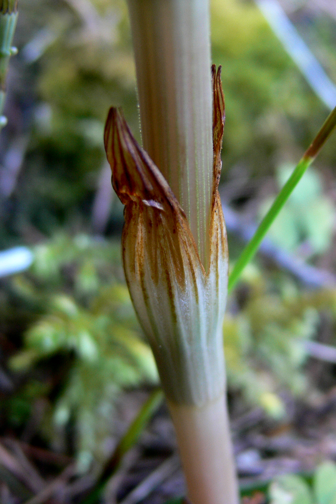 Image of Equisetum sylvaticum specimen.