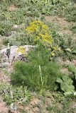 Prangos pabularia. Цветущее растение. Южный Казахстан, горы Каракус. 16.05.2013.