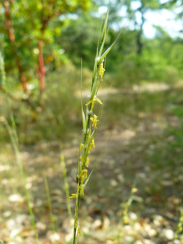 Изображение особи Achnatherum bromoides.