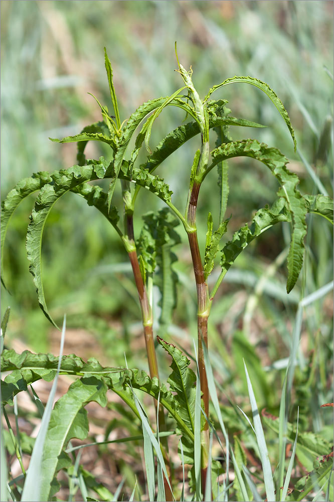Image of Rumex pseudonatronatus specimen.