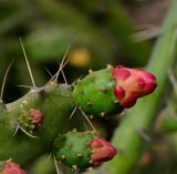 Opuntia cochenillifera