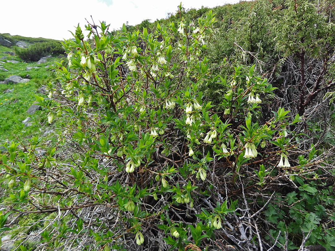 Изображение особи Lonicera hispida.