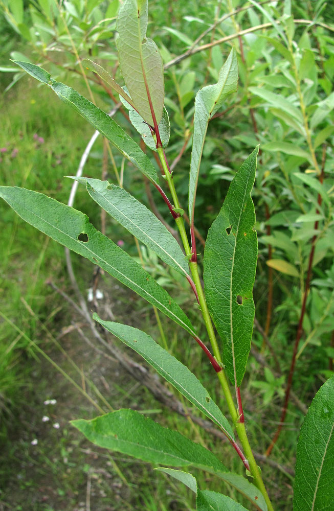 Image of Salix phylicifolia specimen.